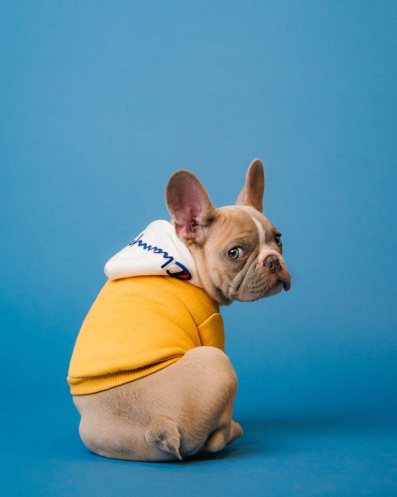 Mobile Dog Groomers in Naples, FL – Convenient and Affordable Pet Grooming at Your Doorstep